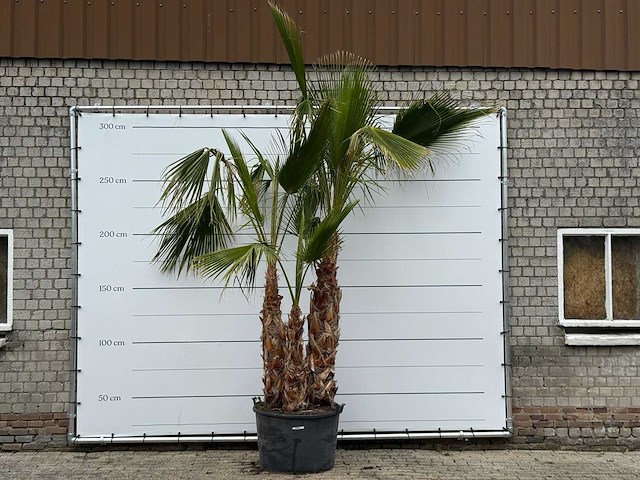 Mexicaanse waaierpalm meerstammig - washingtonia robusta - hoogte ca. 280 cm - afbeelding 6 van  7