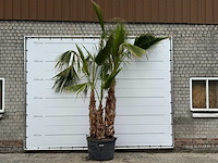 Mexicaanse waaierpalm meerstammig - washingtonia robusta - hoogte ca. 280 cm - afbeelding 6 van  7