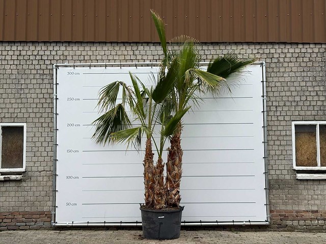 Mexicaanse waaierpalm meerstammig - washingtonia robusta - hoogte ca. 280 cm - afbeelding 2 van  7