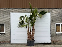 Mexicaanse waaierpalm meerstammig - washingtonia robusta - hoogte ca. 280 cm - afbeelding 2 van  7