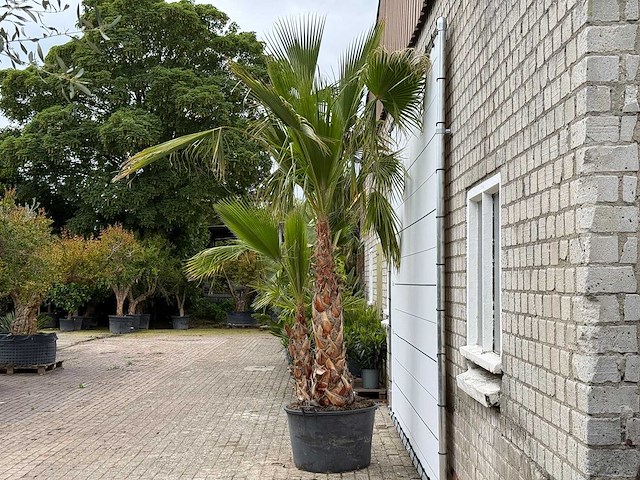 Mexicaanse waaierpalm meerstammig - washingtonia robusta - hoogte ca. 280 cm - afbeelding 3 van  7