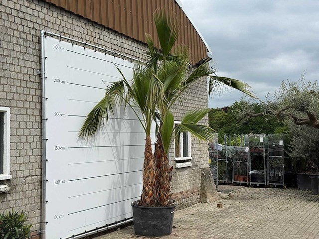 Mexicaanse waaierpalm meerstammig - washingtonia robusta - hoogte ca. 280 cm - afbeelding 4 van  7
