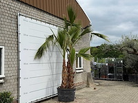Mexicaanse waaierpalm meerstammig - washingtonia robusta - hoogte ca. 280 cm - afbeelding 4 van  7