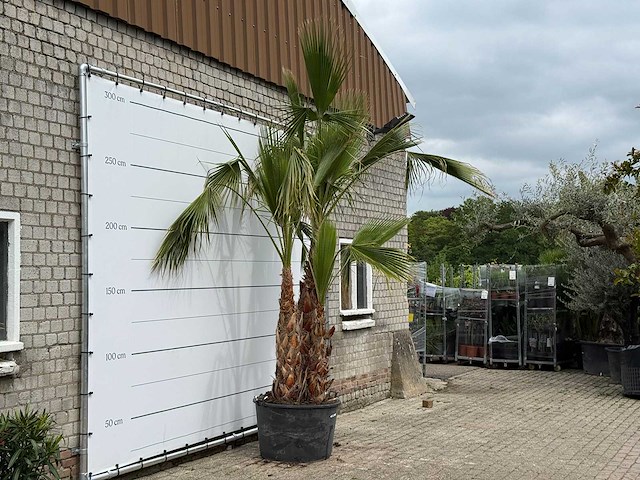Mexicaanse waaierpalm meerstammig - washingtonia robusta - hoogte ca. 280 cm - afbeelding 5 van  7