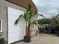 Mexicaanse waaierpalm meerstammig - washingtonia robusta - hoogte ca. 280 cm - afbeelding 5 van  7