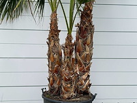 Mexicaanse waaierpalm meerstammig - washingtonia robusta - hoogte ca. 280 cm - afbeelding 7 van  7
