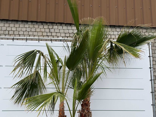 Mexicaanse waaierpalm meerstammig - washingtonia robusta - hoogte ca. 280 cm - afbeelding 1 van  7