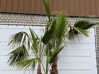 Mexicaanse waaierpalm meerstammig - washingtonia robusta - hoogte ca. 280 cm - afbeelding 1 van  7