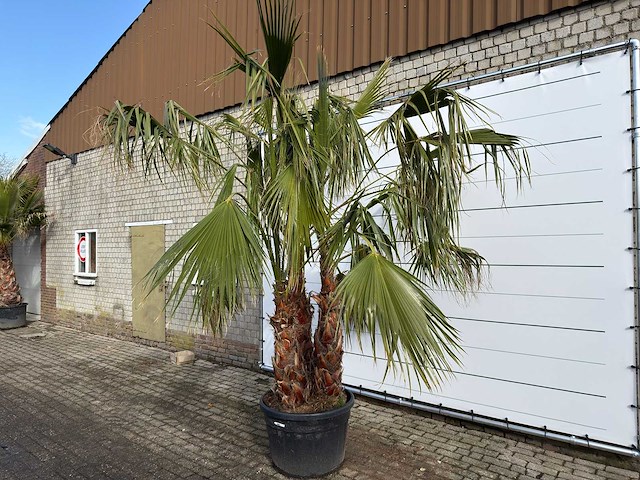 Mexicaanse waaierpalm meerstammig - washingtonia robusta - hoogte ca. 280 cm - afbeelding 1 van  7