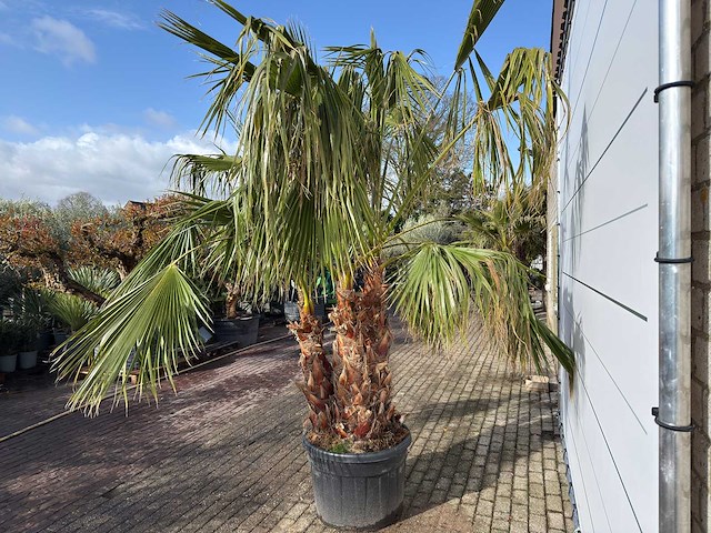 Mexicaanse waaierpalm meerstammig - washingtonia robusta - hoogte ca. 280 cm - afbeelding 3 van  7