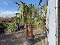 Mexicaanse waaierpalm meerstammig - washingtonia robusta - hoogte ca. 280 cm - afbeelding 3 van  7
