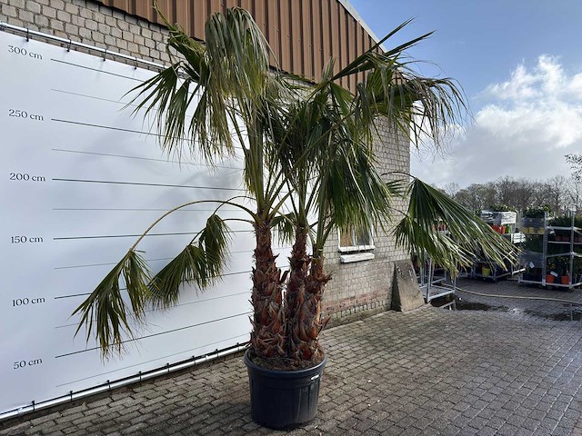 Mexicaanse waaierpalm meerstammig - washingtonia robusta - hoogte ca. 280 cm - afbeelding 4 van  7