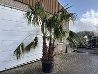 Mexicaanse waaierpalm meerstammig - washingtonia robusta - hoogte ca. 280 cm - afbeelding 4 van  7