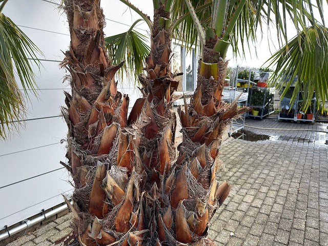 Mexicaanse waaierpalm meerstammig - washingtonia robusta - hoogte ca. 280 cm - afbeelding 5 van  7