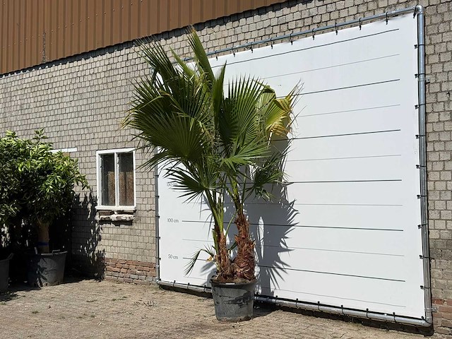 Mexicaanse waaierpalm meerstammig - washingtonia robusta - hoogte ca. 280 cm - afbeelding 1 van  2
