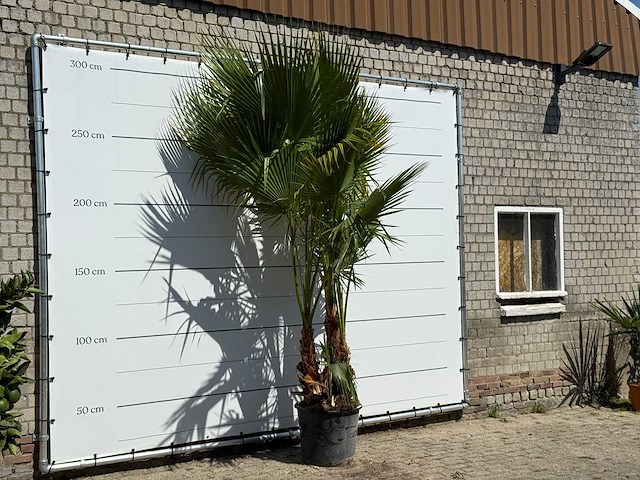 Mexicaanse waaierpalm meerstammig - washingtonia robusta - hoogte ca. 280 cm - afbeelding 2 van  2
