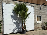 Mexicaanse waaierpalm meerstammig - washingtonia robusta - hoogte ca. 280 cm - afbeelding 2 van  2