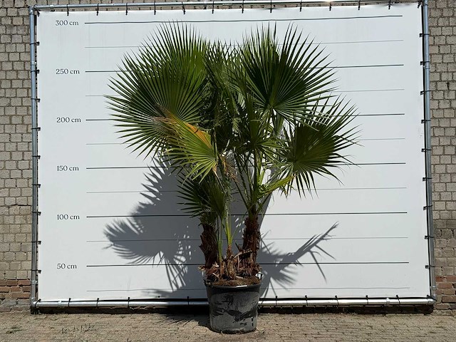 Mexicaanse waaierpalm meerstammig - washingtonia robusta - hoogte ca. 280 cm - afbeelding 1 van  3