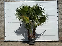 Mexicaanse waaierpalm meerstammig - washingtonia robusta - hoogte ca. 280 cm - afbeelding 1 van  3
