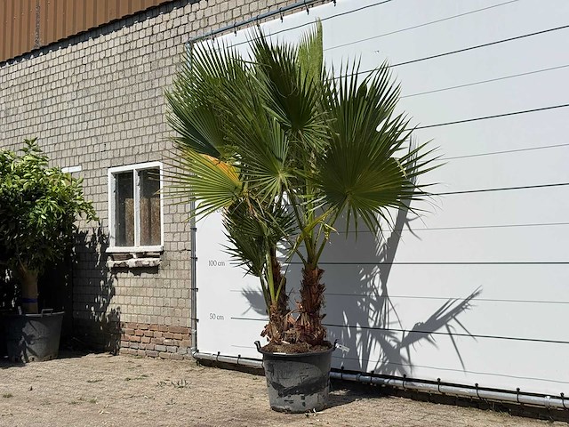 Mexicaanse waaierpalm meerstammig - washingtonia robusta - hoogte ca. 280 cm - afbeelding 2 van  3