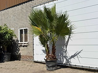Mexicaanse waaierpalm meerstammig - washingtonia robusta - hoogte ca. 280 cm - afbeelding 2 van  3