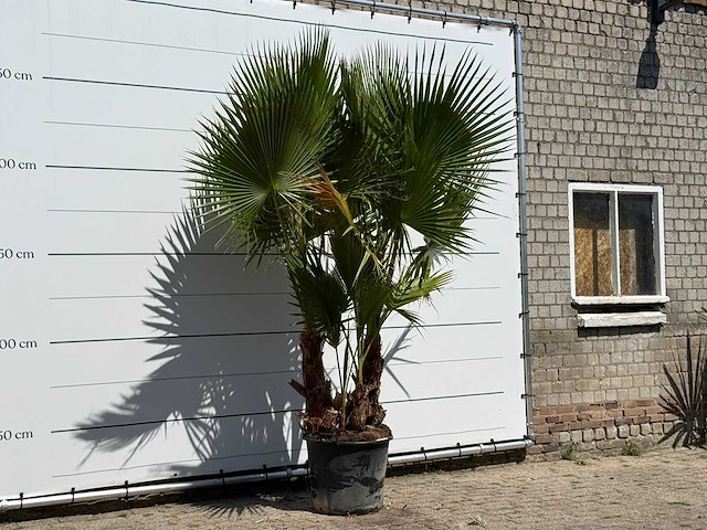 Mexicaanse waaierpalm meerstammig - washingtonia robusta - hoogte ca. 280 cm - afbeelding 3 van  3