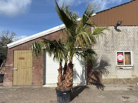 Mexicaanse waaierpalm meerstammig - washingtonia robusta - hoogte ca. 290 cm