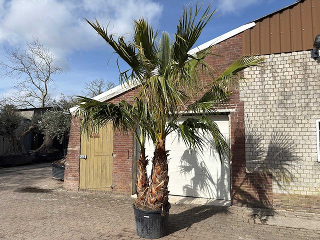Mexicaanse waaierpalm meerstammig - washingtonia robusta - hoogte ca. 290 cm - afbeelding 2 van  7