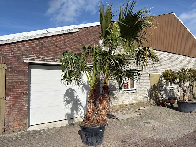 Mexicaanse waaierpalm meerstammig - washingtonia robusta - hoogte ca. 290 cm - afbeelding 3 van  7