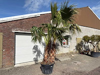 Mexicaanse waaierpalm meerstammig - washingtonia robusta - hoogte ca. 290 cm - afbeelding 3 van  7