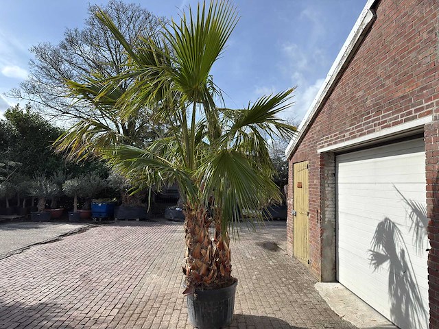 Mexicaanse waaierpalm meerstammig - washingtonia robusta - hoogte ca. 290 cm - afbeelding 4 van  7