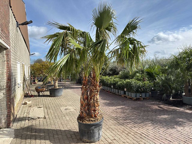 Mexicaanse waaierpalm meerstammig - washingtonia robusta - hoogte ca. 290 cm - afbeelding 5 van  7