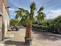 Mexicaanse waaierpalm meerstammig - washingtonia robusta - hoogte ca. 290 cm - afbeelding 5 van  7