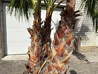 Mexicaanse waaierpalm meerstammig - washingtonia robusta - hoogte ca. 290 cm - afbeelding 6 van  7