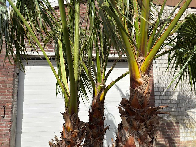 Mexicaanse waaierpalm meerstammig - washingtonia robusta - hoogte ca. 290 cm - afbeelding 7 van  7