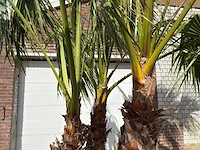 Mexicaanse waaierpalm meerstammig - washingtonia robusta - hoogte ca. 290 cm - afbeelding 7 van  7