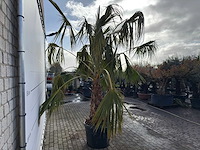 Mexicaanse waaierpalm meerstammig - washingtonia robusta - hoogte ca. 290 cm - afbeelding 6 van  9