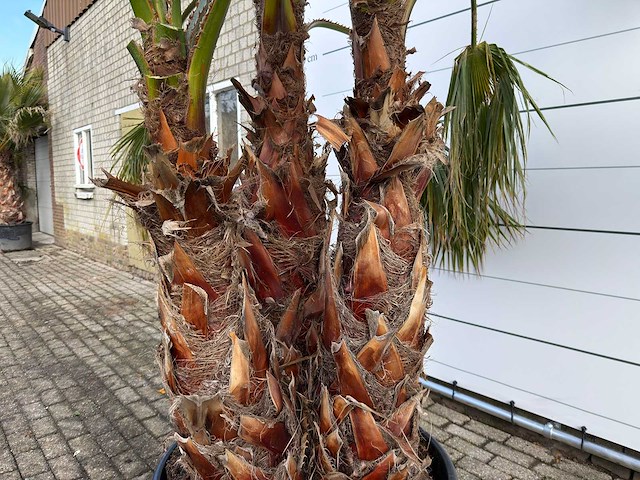 Mexicaanse waaierpalm meerstammig - washingtonia robusta - hoogte ca. 290 cm - afbeelding 8 van  9