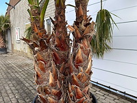Mexicaanse waaierpalm meerstammig - washingtonia robusta - hoogte ca. 290 cm - afbeelding 8 van  9