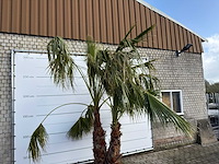 Mexicaanse waaierpalm meerstammig - washingtonia robusta - hoogte ca. 290 cm - afbeelding 9 van  9