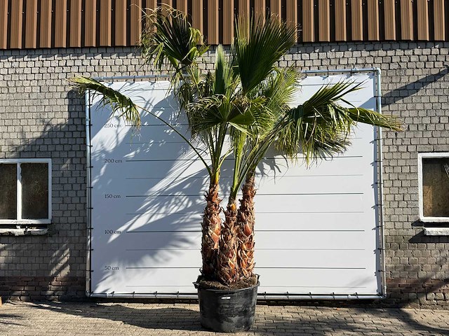 Mexicaanse waaierpalm meerstammig - washingtonia robusta - hoogte ca. 290 cm - afbeelding 1 van  9