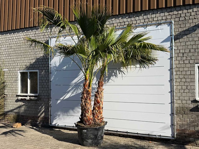 Mexicaanse waaierpalm meerstammig - washingtonia robusta - hoogte ca. 290 cm - afbeelding 2 van  9