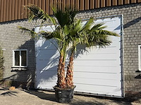 Mexicaanse waaierpalm meerstammig - washingtonia robusta - hoogte ca. 290 cm - afbeelding 2 van  9
