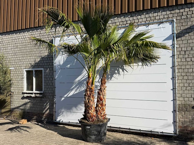 Mexicaanse waaierpalm meerstammig - washingtonia robusta - hoogte ca. 290 cm - afbeelding 3 van  9