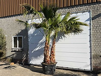 Mexicaanse waaierpalm meerstammig - washingtonia robusta - hoogte ca. 290 cm - afbeelding 3 van  9