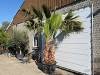 Mexicaanse waaierpalm meerstammig - washingtonia robusta - hoogte ca. 290 cm - afbeelding 4 van  9