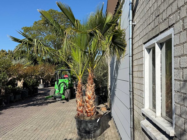 Mexicaanse waaierpalm meerstammig - washingtonia robusta - hoogte ca. 290 cm - afbeelding 5 van  9