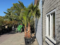 Mexicaanse waaierpalm meerstammig - washingtonia robusta - hoogte ca. 290 cm - afbeelding 5 van  9