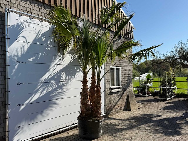 Mexicaanse waaierpalm meerstammig - washingtonia robusta - hoogte ca. 290 cm - afbeelding 6 van  9