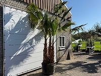 Mexicaanse waaierpalm meerstammig - washingtonia robusta - hoogte ca. 290 cm - afbeelding 6 van  9